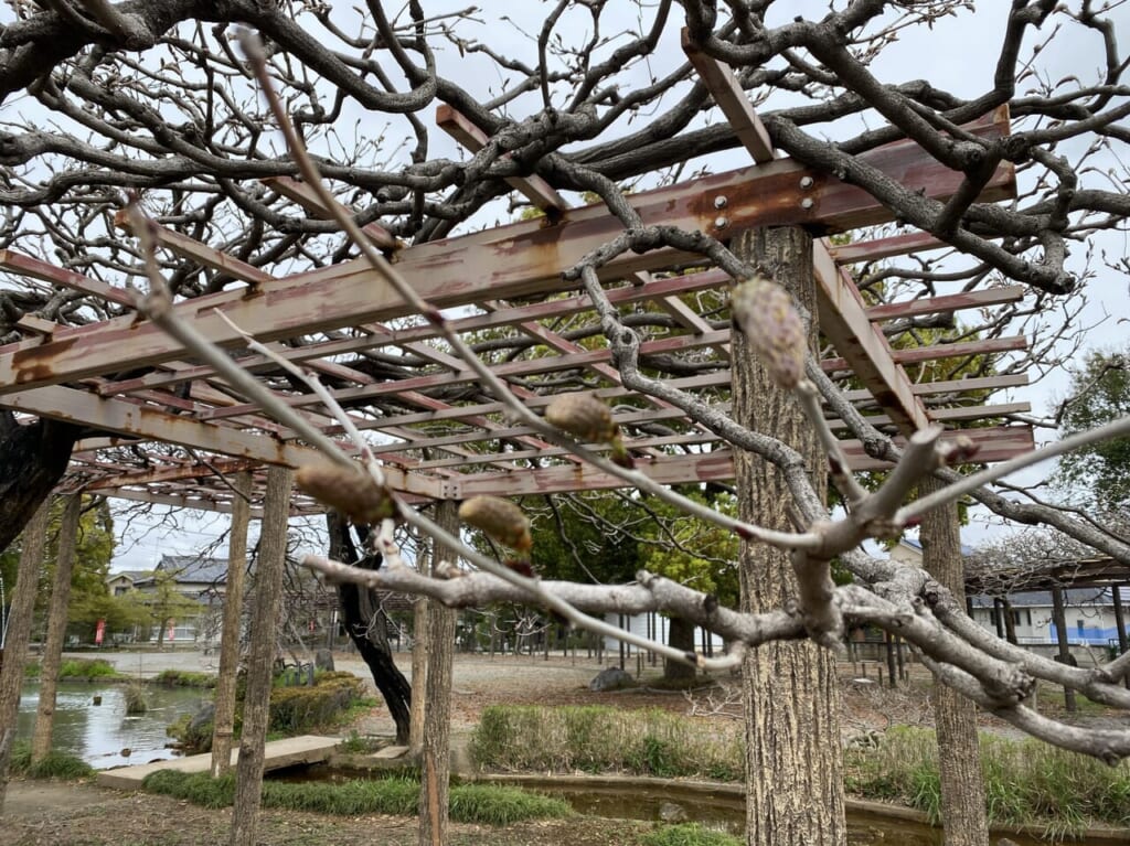 まだ芽吹いたばかりの藤