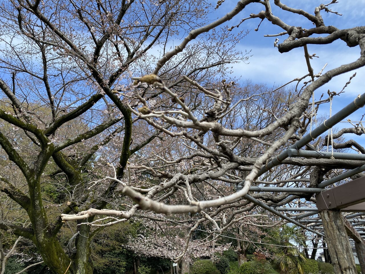 徐々に芽吹きつつある藤の枝