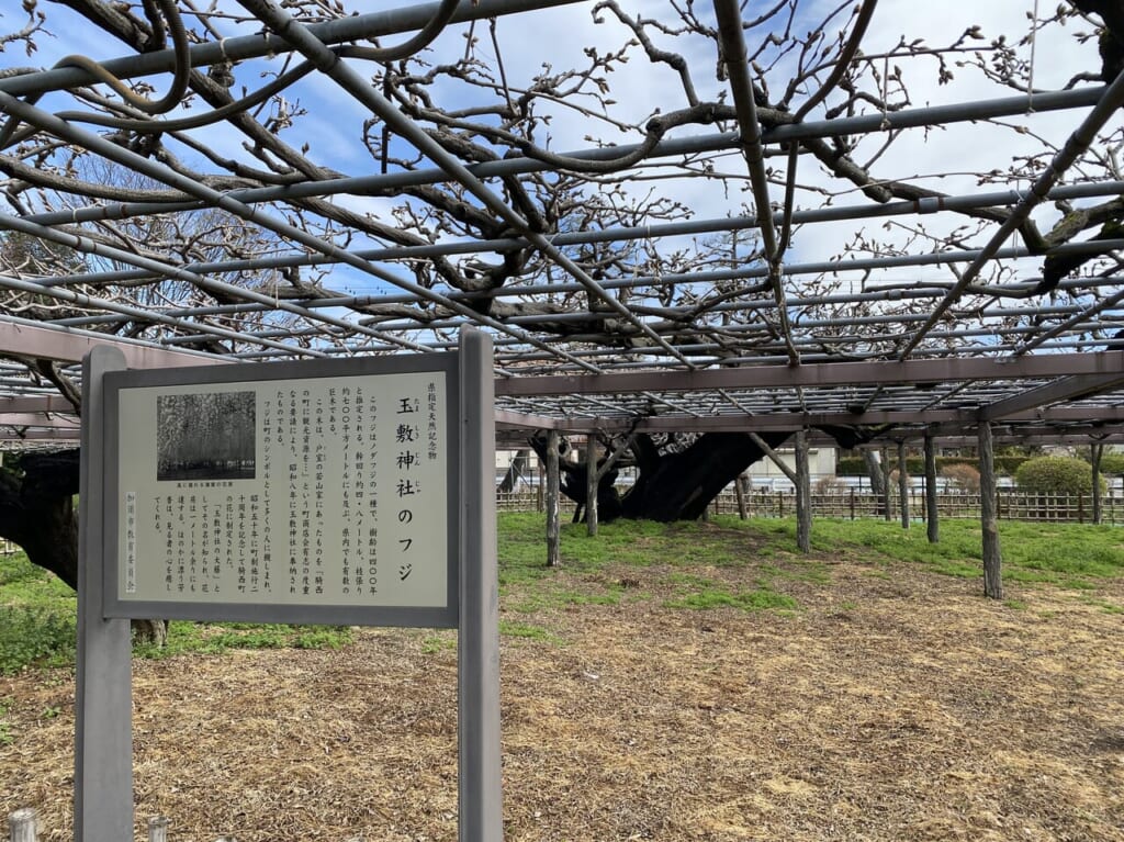 天然記念物の大藤