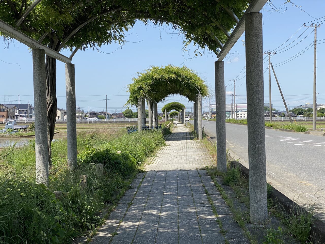 玉敷公園方面のあじさいロード