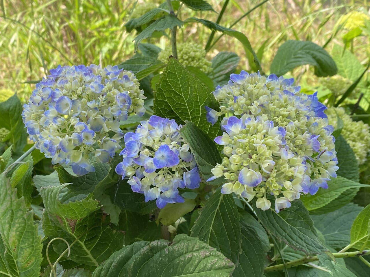 5月17日の段階では花が少しだけ開いてきた株もあった