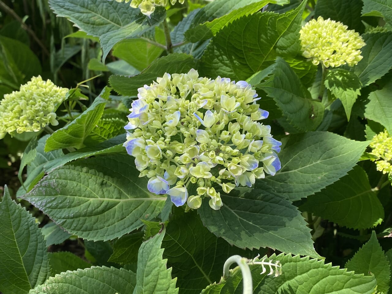 5月17日の開花状況はまだつぼみになったばかり