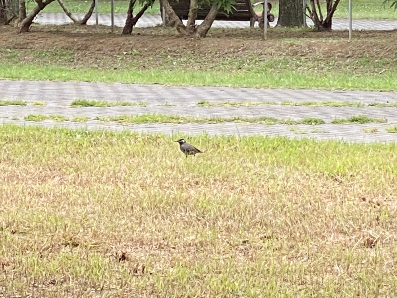 芝生の上にいた野鳥