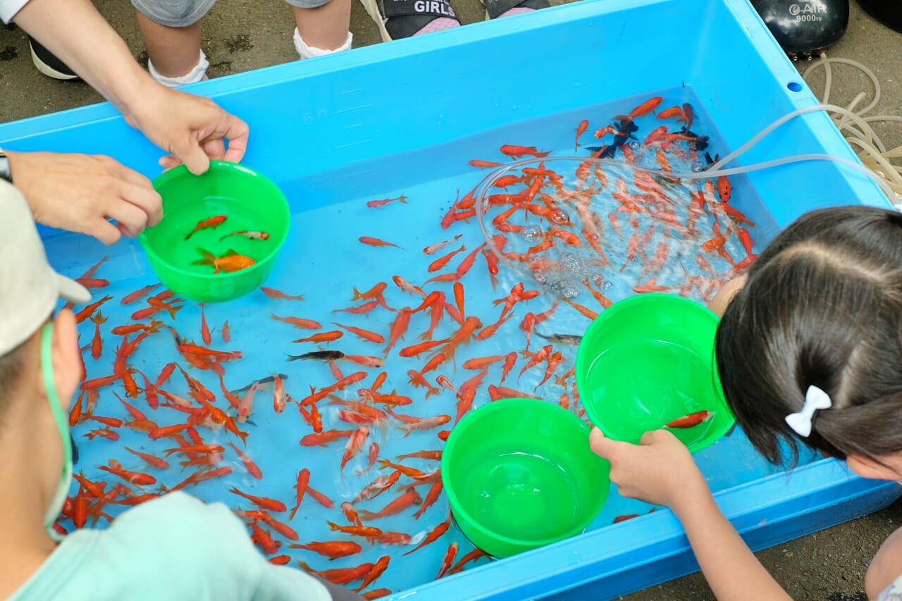 金魚すくいをしている子供たち