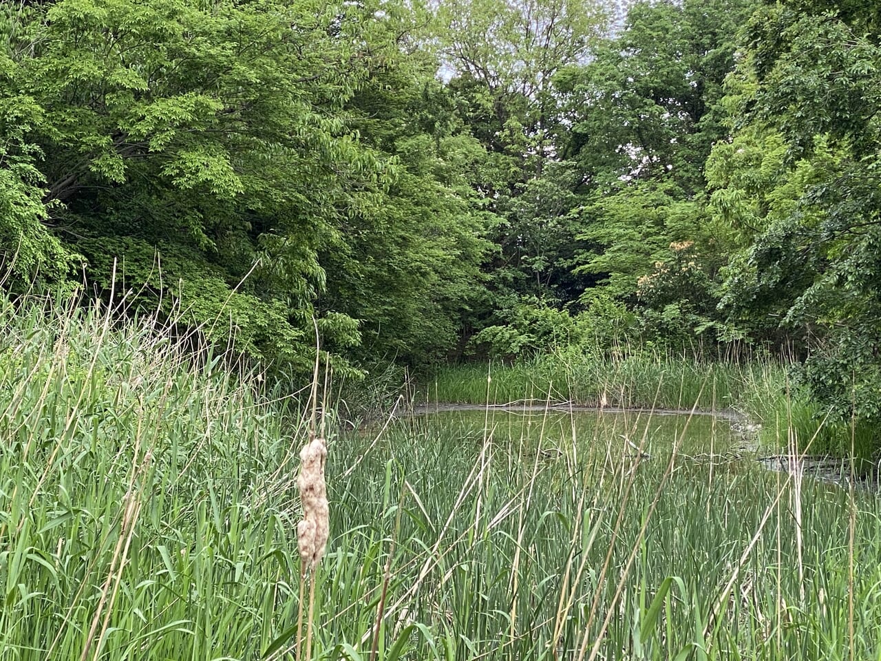 野鳥の池