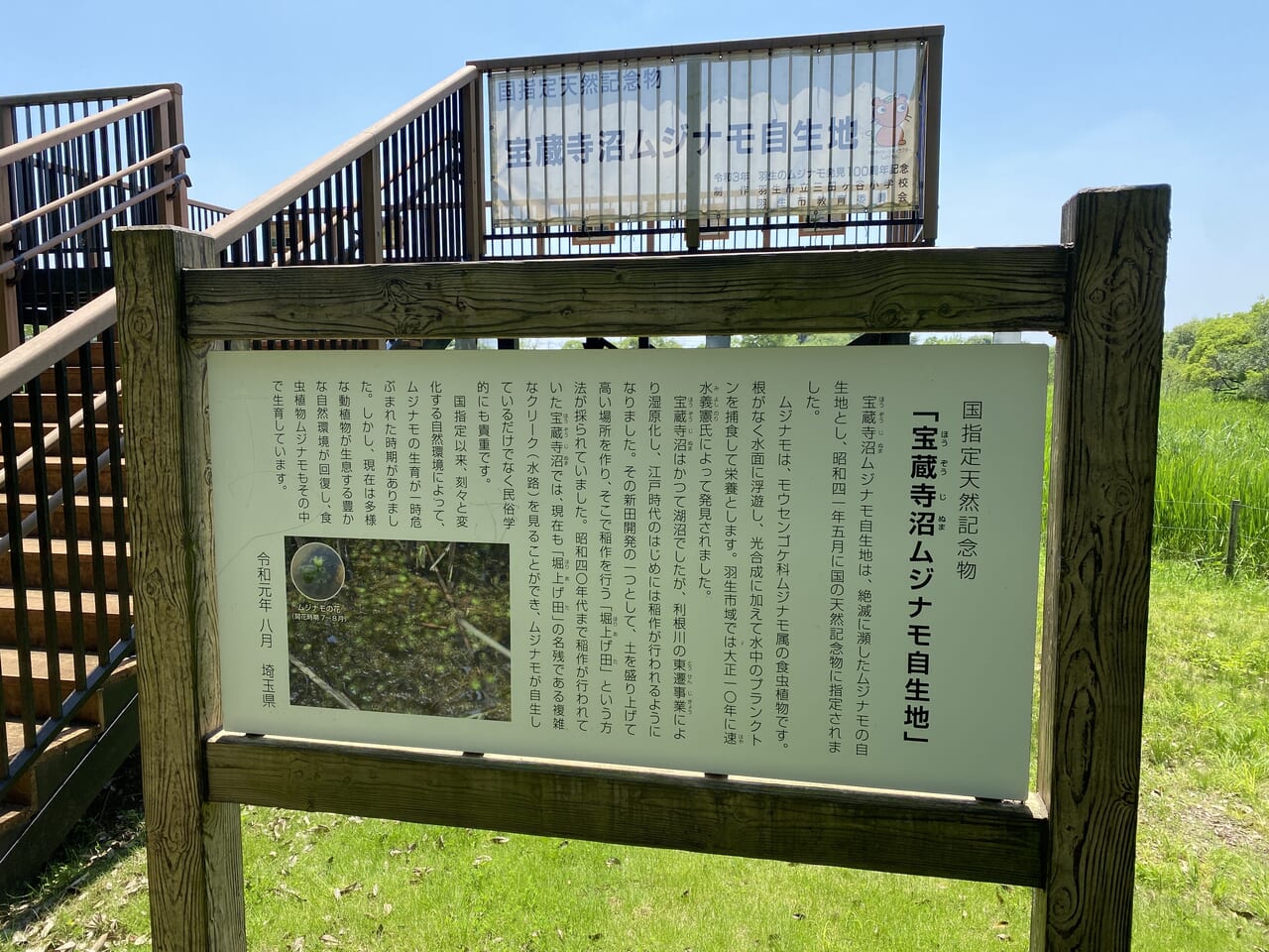 宝蔵寺沼ムジナモ自生地の解説看板