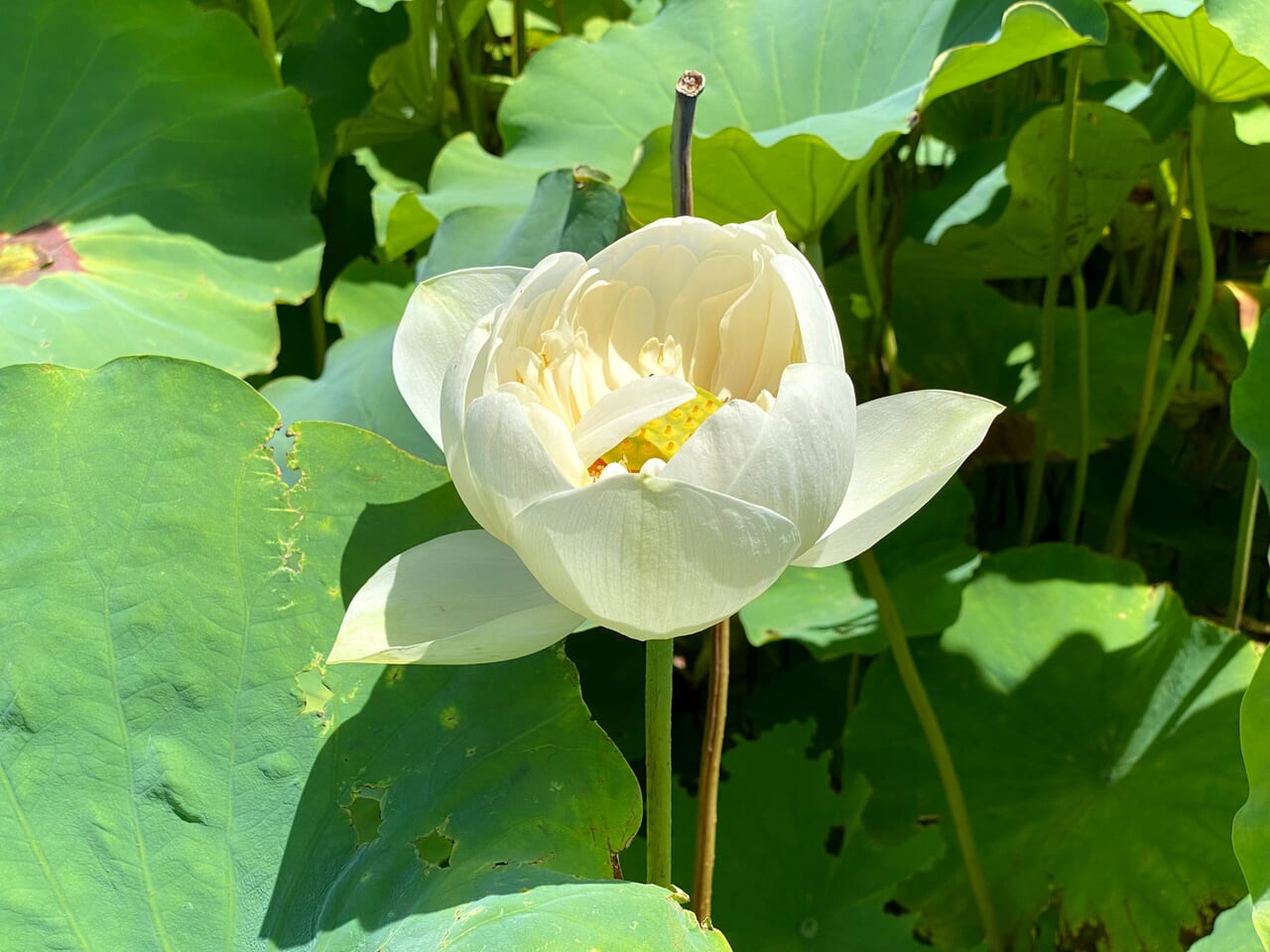 蓮の花