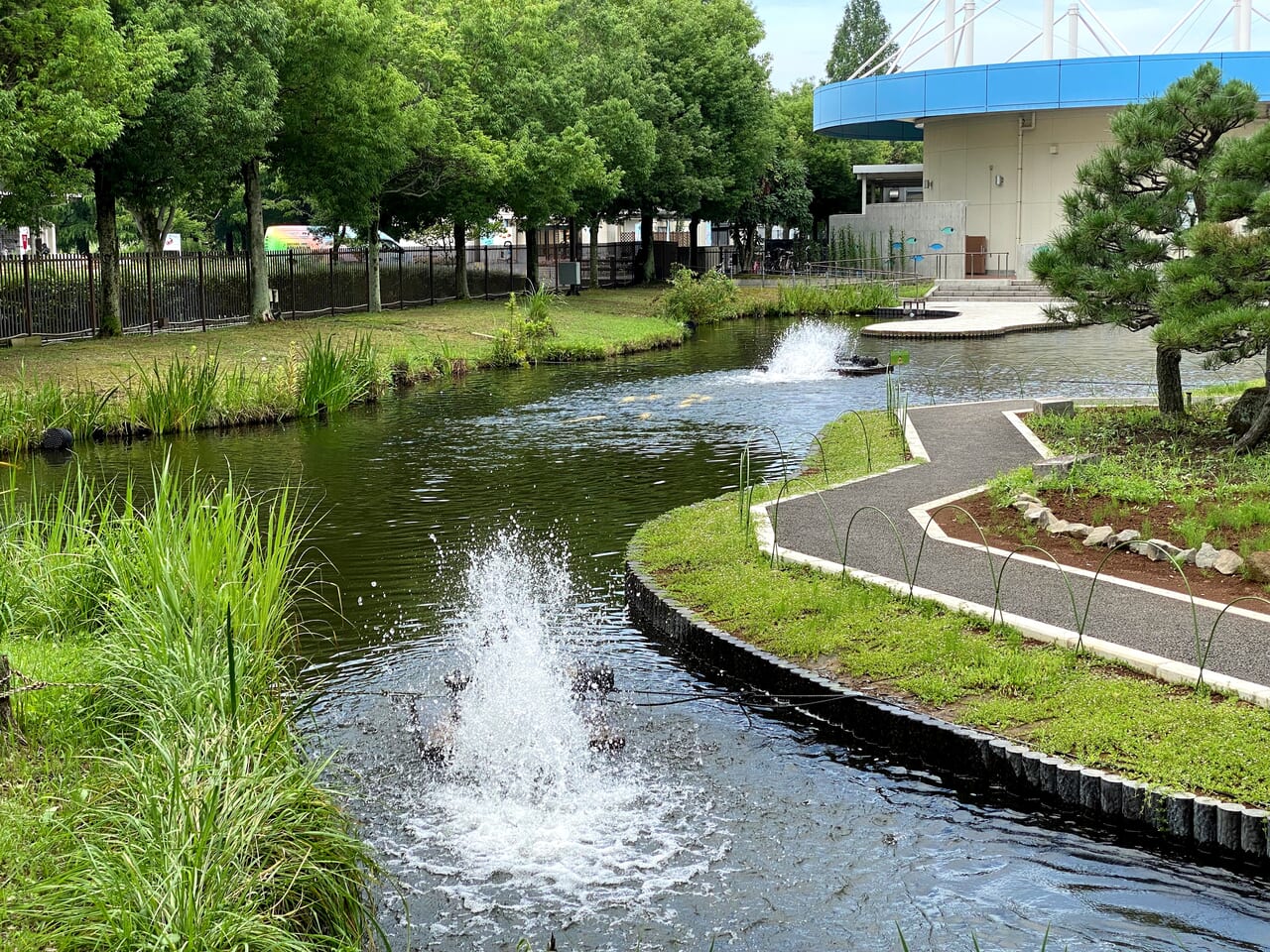 餌やり体験ができるさいたま水族館のコイ池