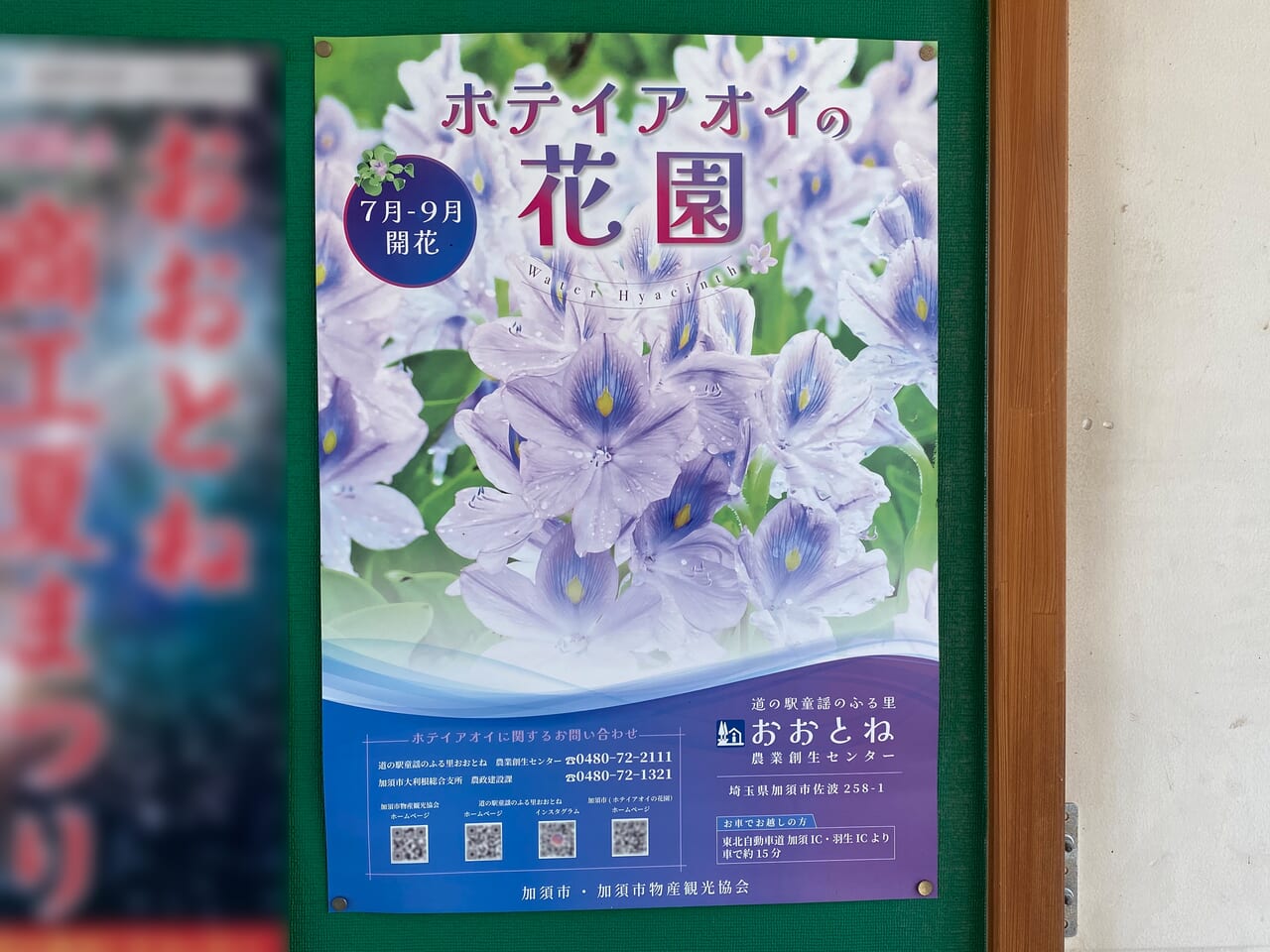 ホテイアオイの花園ポスター