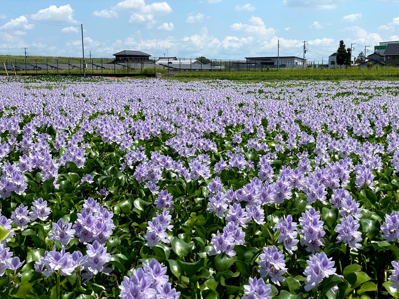 一面に咲くホテイアオイの花