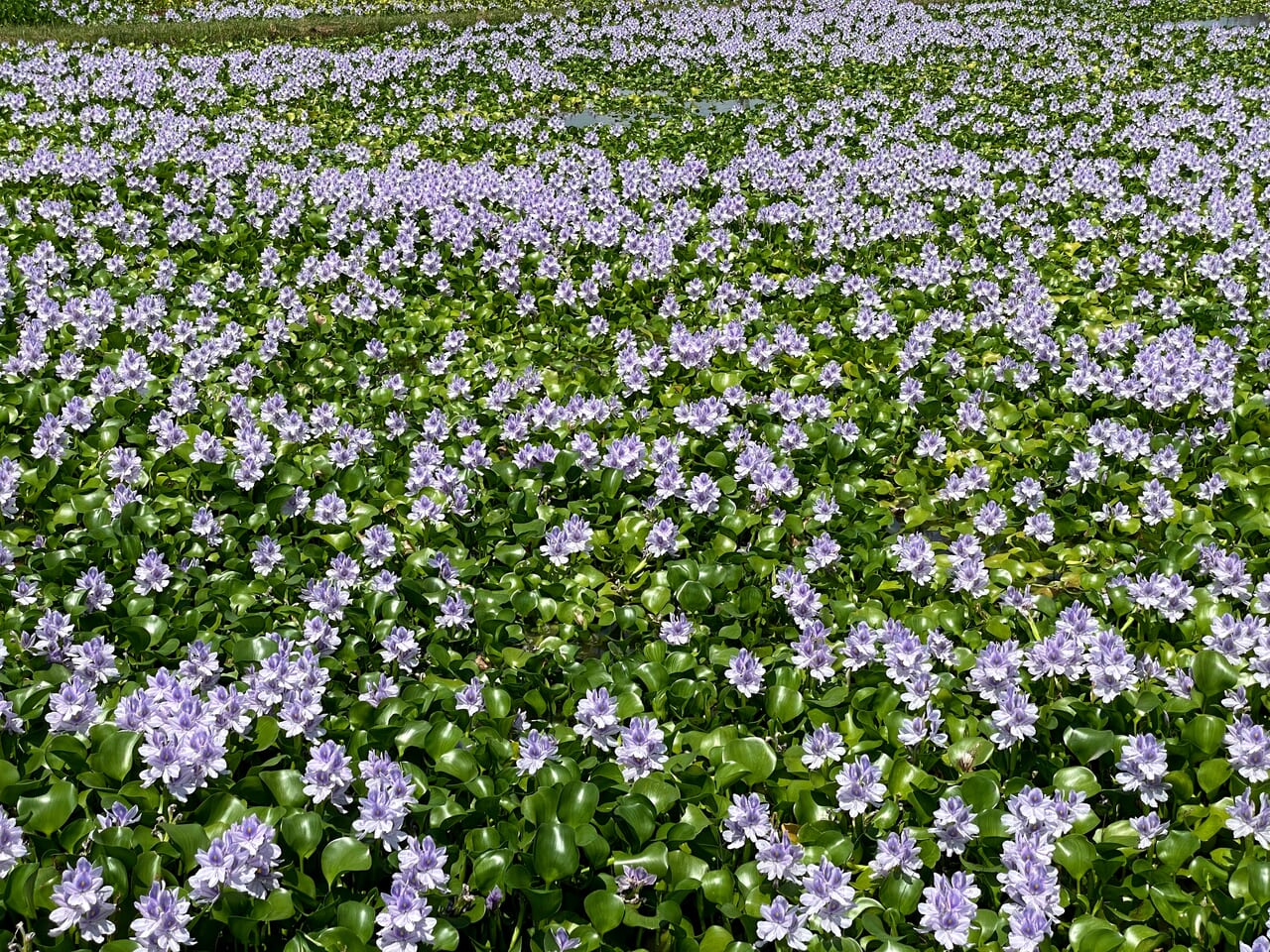 ホテイアオイの花園