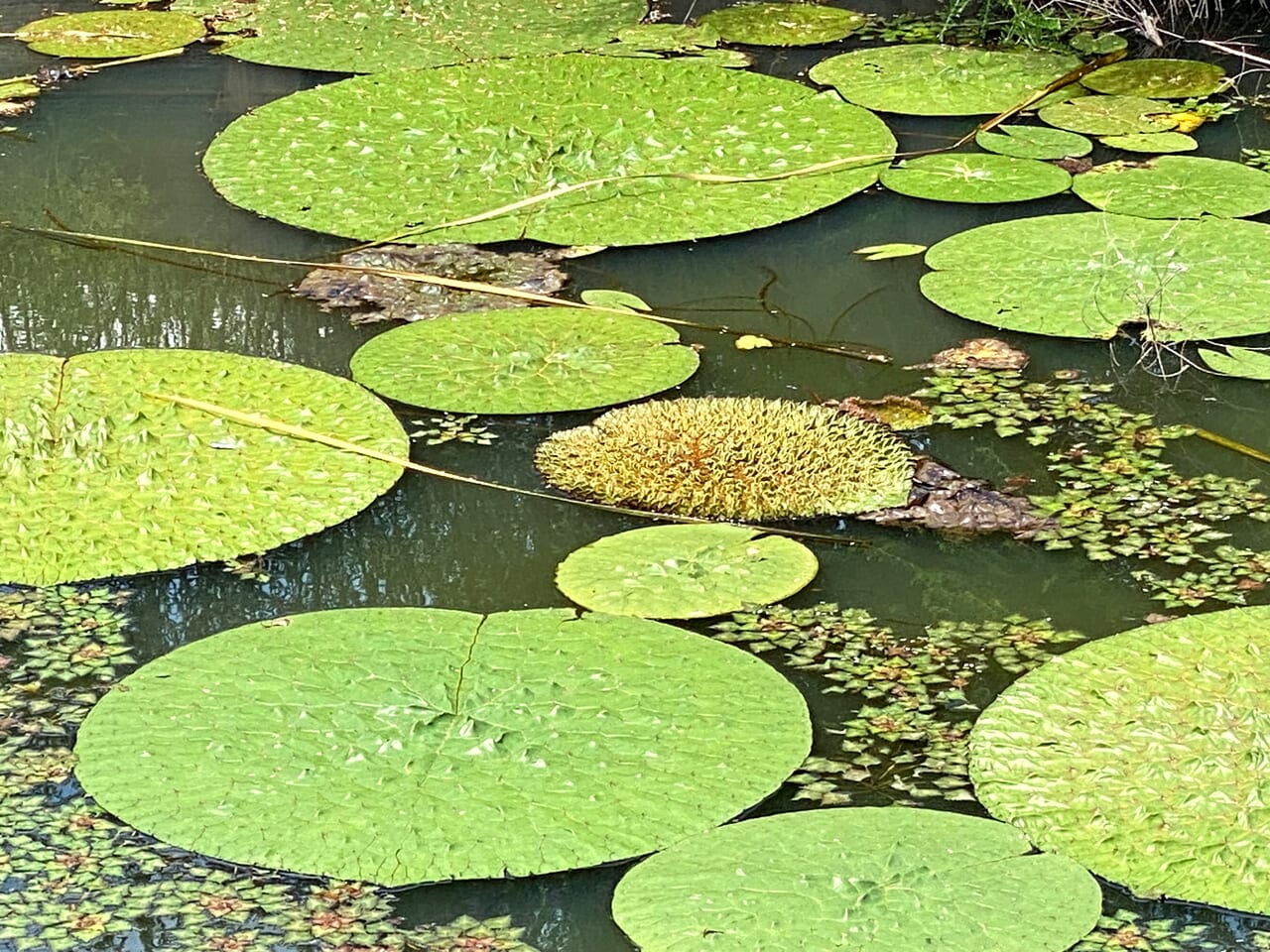 オニバスの葉