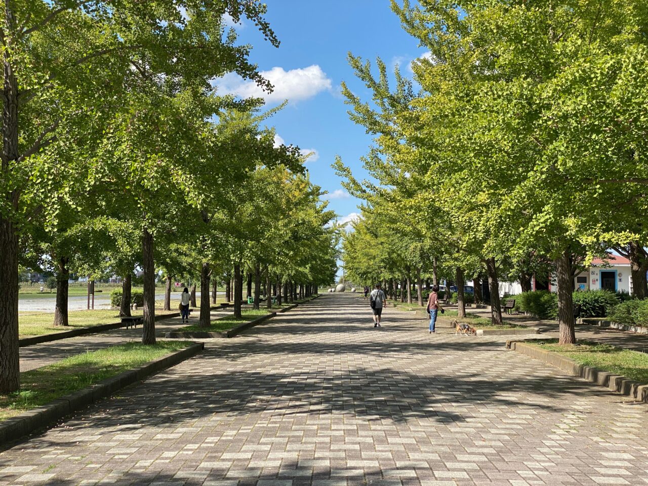 加須はなさき公園イチョウ並木