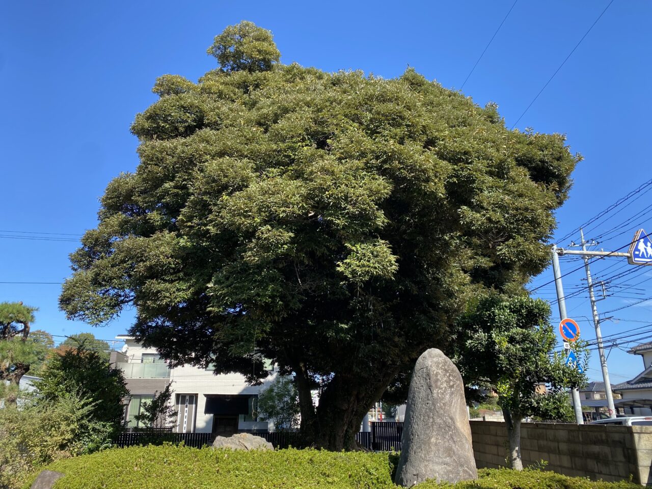 上新郷のシイノキ