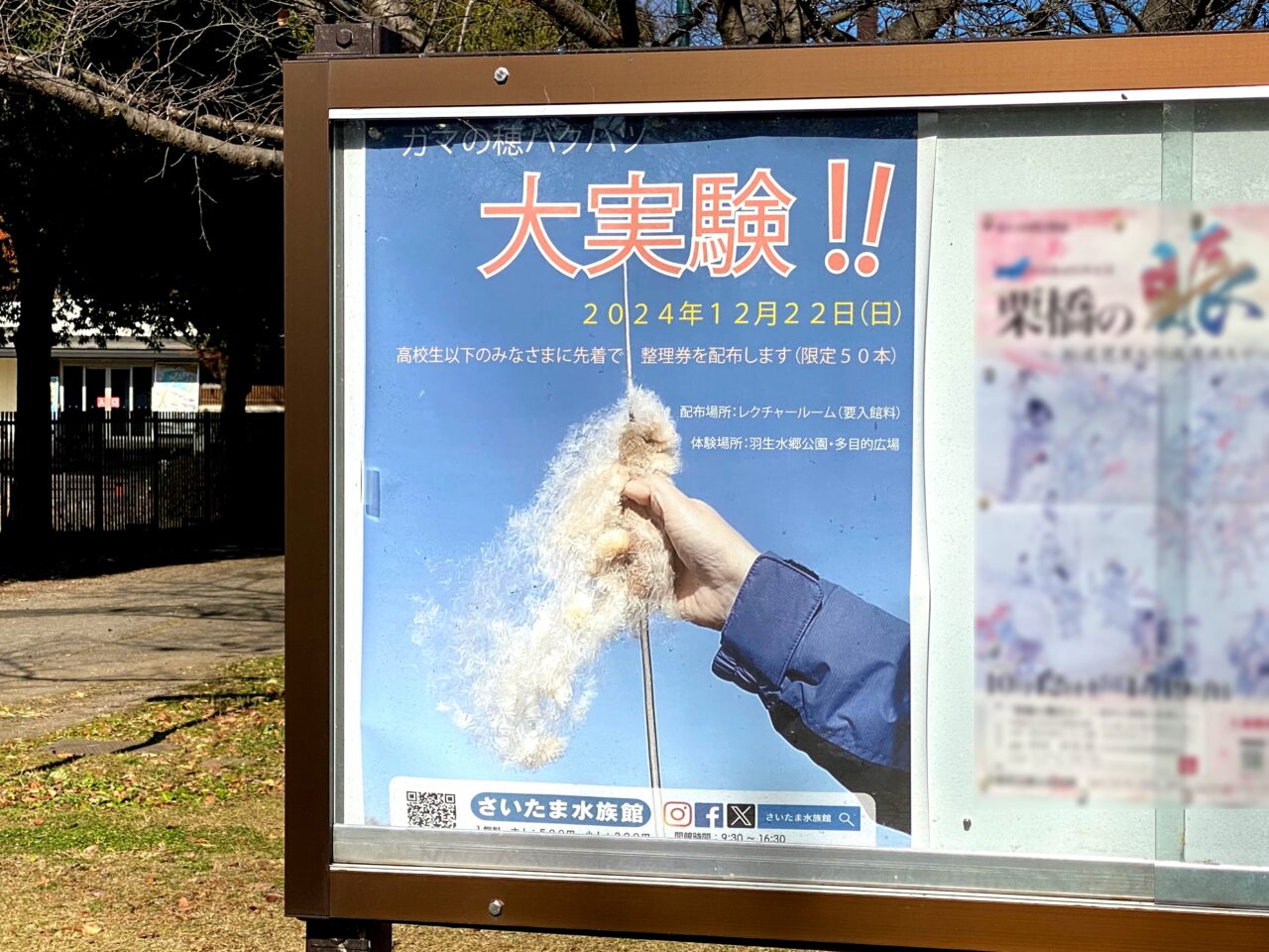 ガマの穂バクハツ大実験‼ポスター