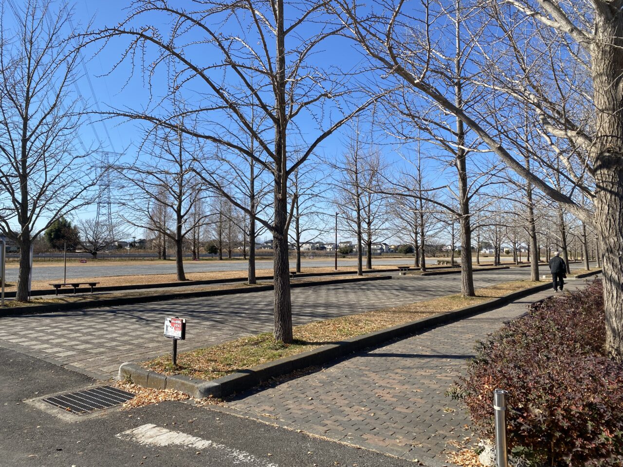 加須はなさき公園のイチョウ並木