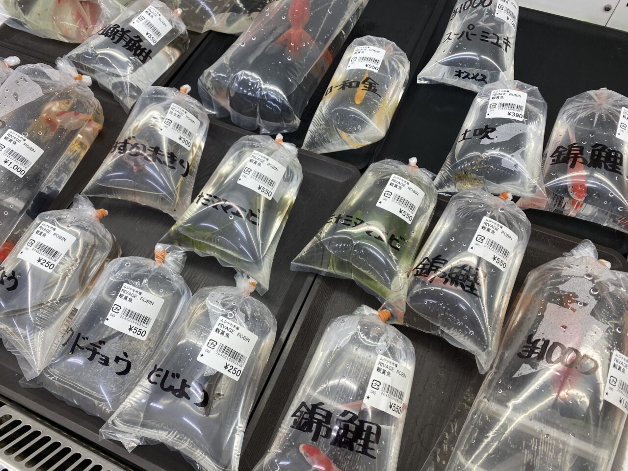 金魚や錦鯉などの生体販売