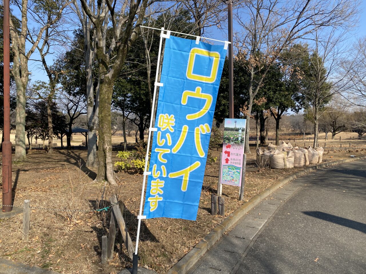 「ロウバイ咲いてます」のノボリ旗