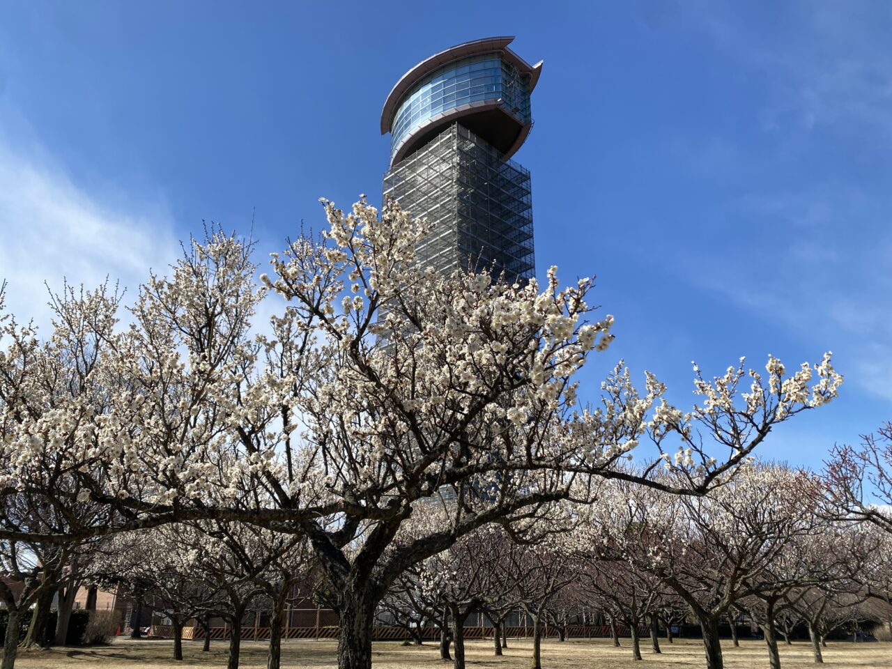 行田タワーと梅林