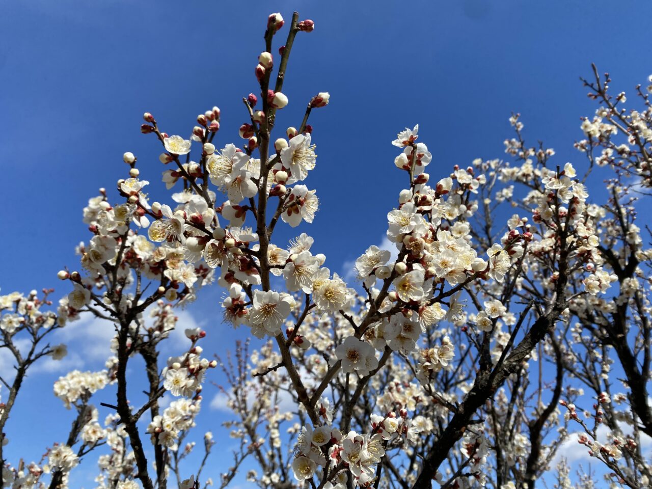 梅の花