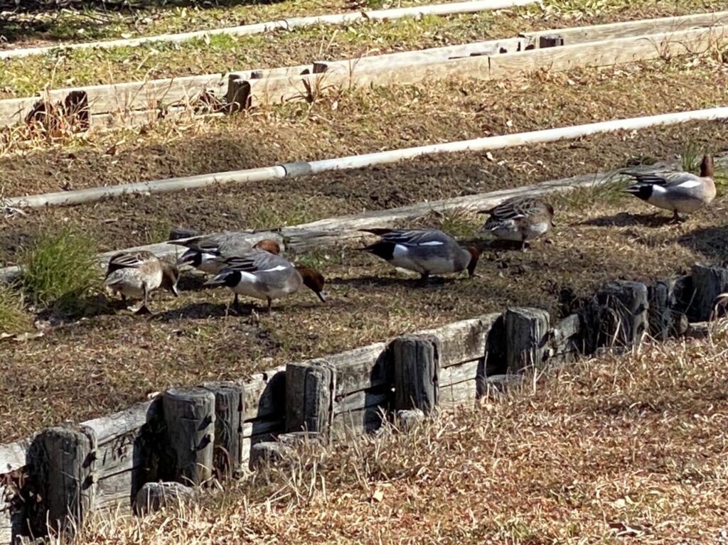 加須はなさき公園内で見つけた野鳥その1