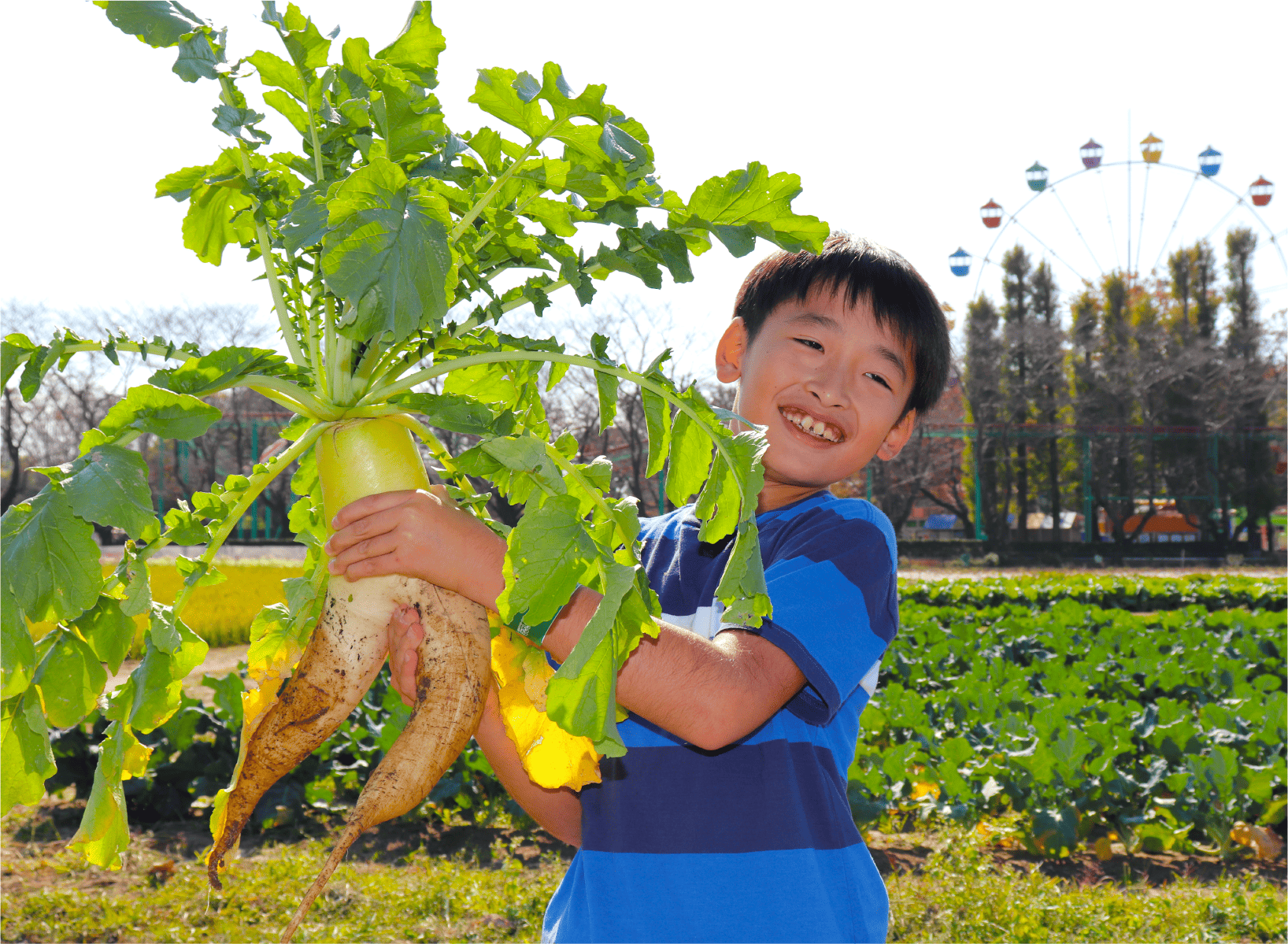 併設の農園では野菜の収穫体験も毎日開催
