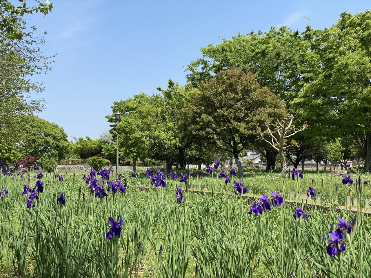 旧川ふるさと公園（アヤメ園）