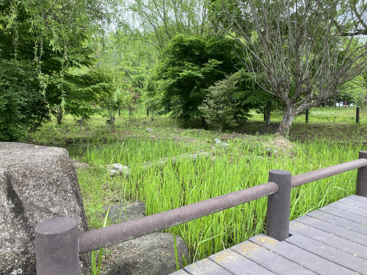 橋とホタルの川