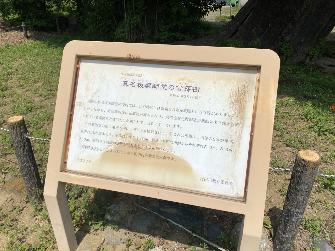 真名板薬師堂の公孫樹（イチョウ）の解説看板