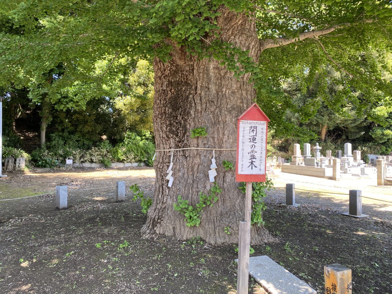 開運の霊木