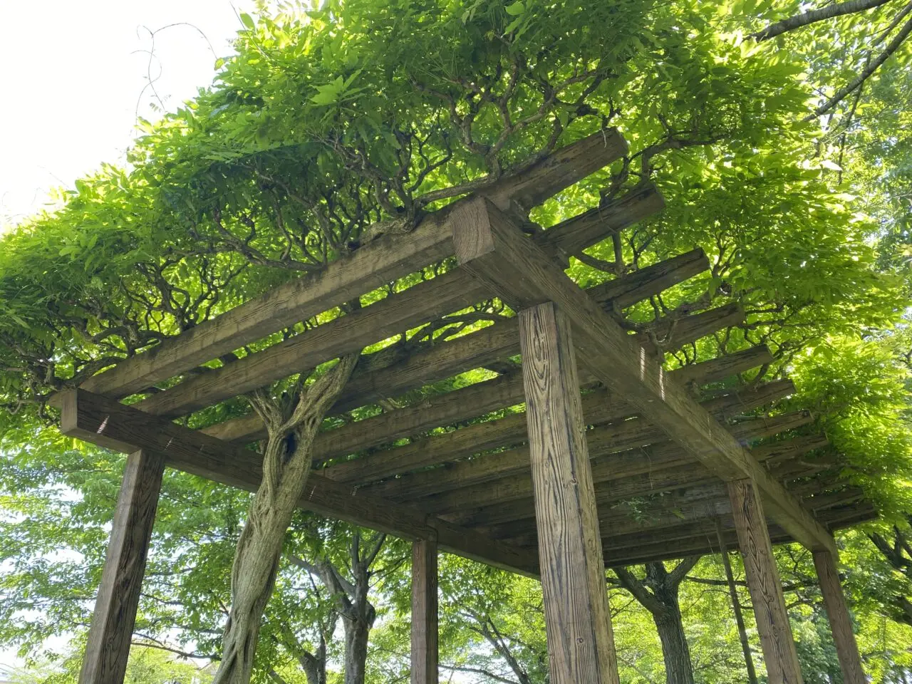 種垂城趾公園の藤棚