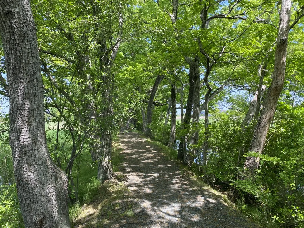 浮野の里（クヌギ並木遊歩道）
