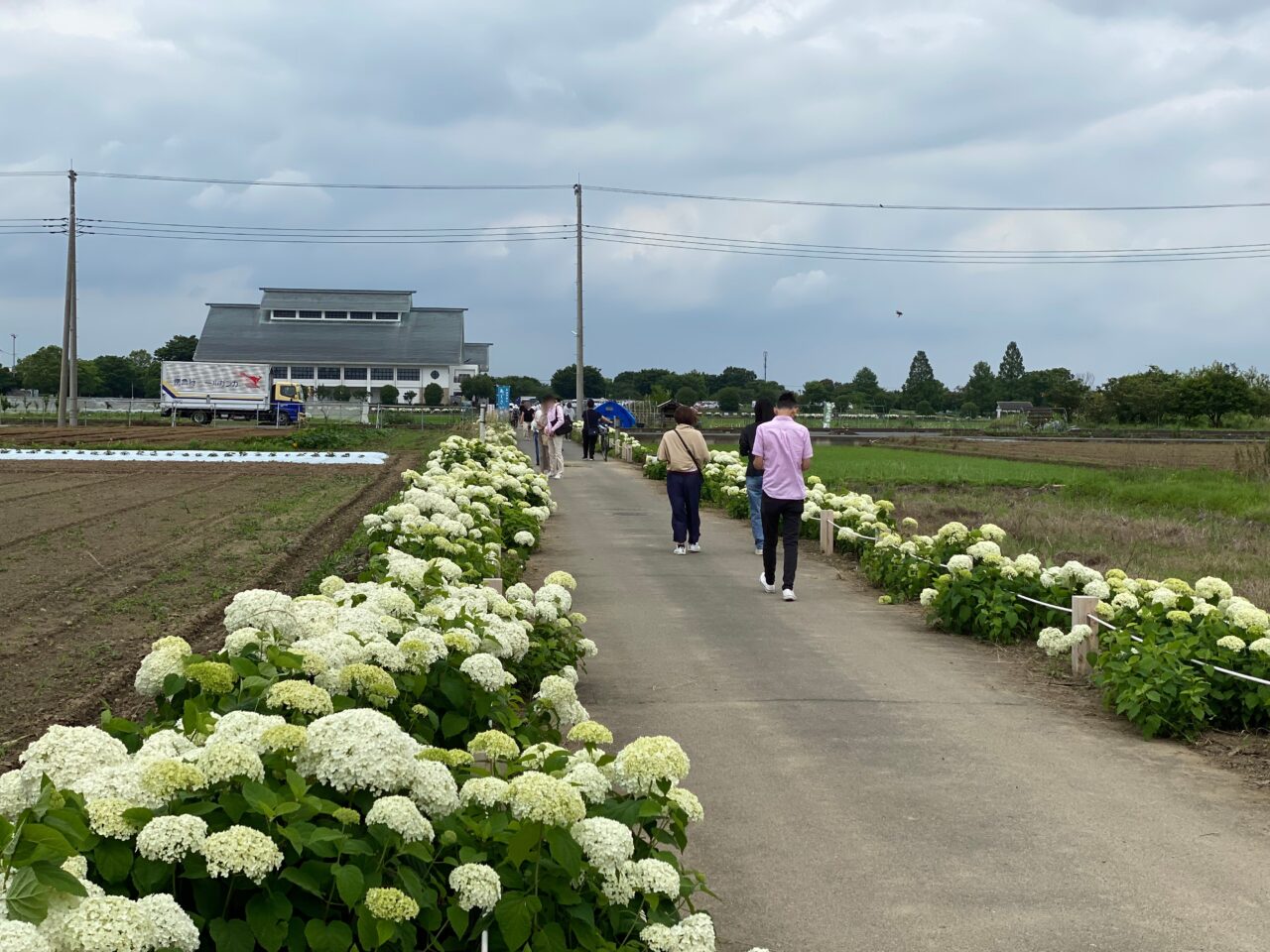 あじさいロード
