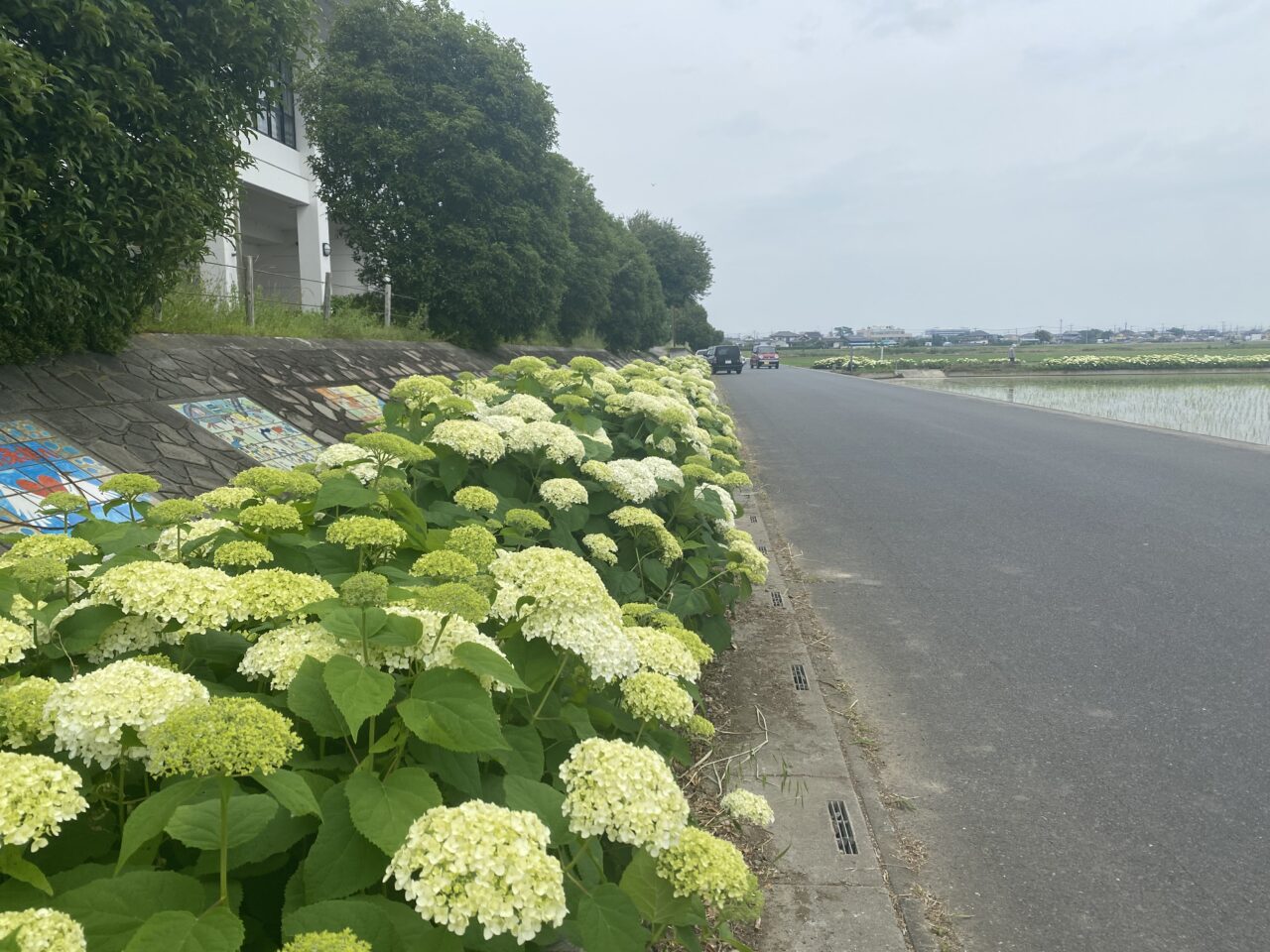 ふじアリーナ横の紫陽花