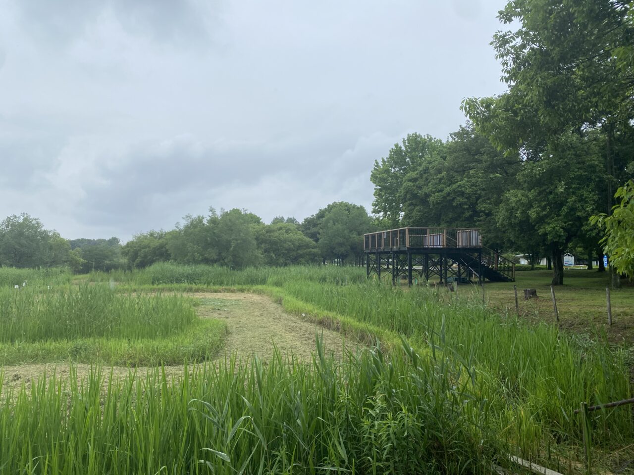 宝蔵寺沼ムジナモ自生地