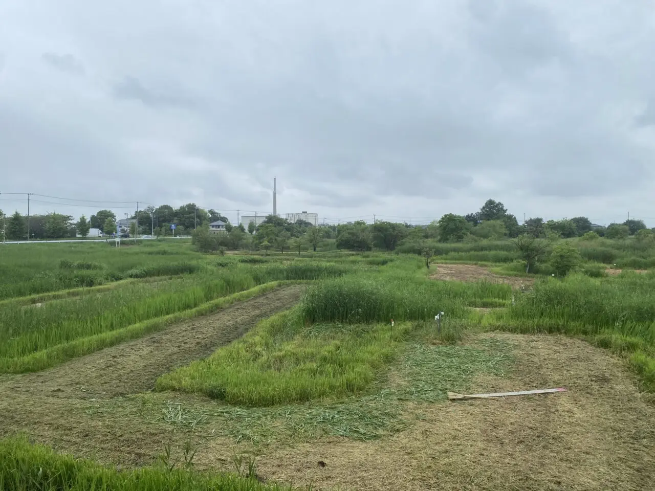 宝蔵寺沼の掘上田