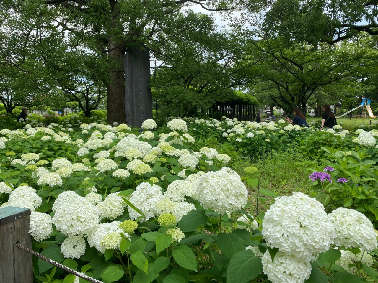 玉敷神社のアナベル