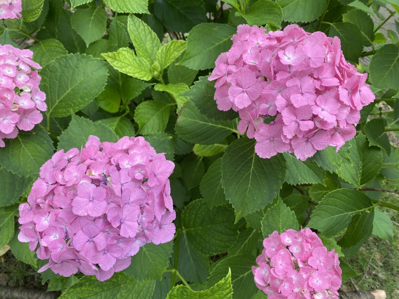 玉敷公園の紫陽花