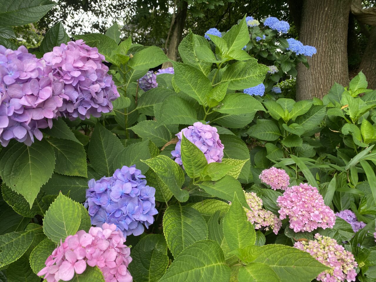 玉敷公園の色とりどりな紫陽花