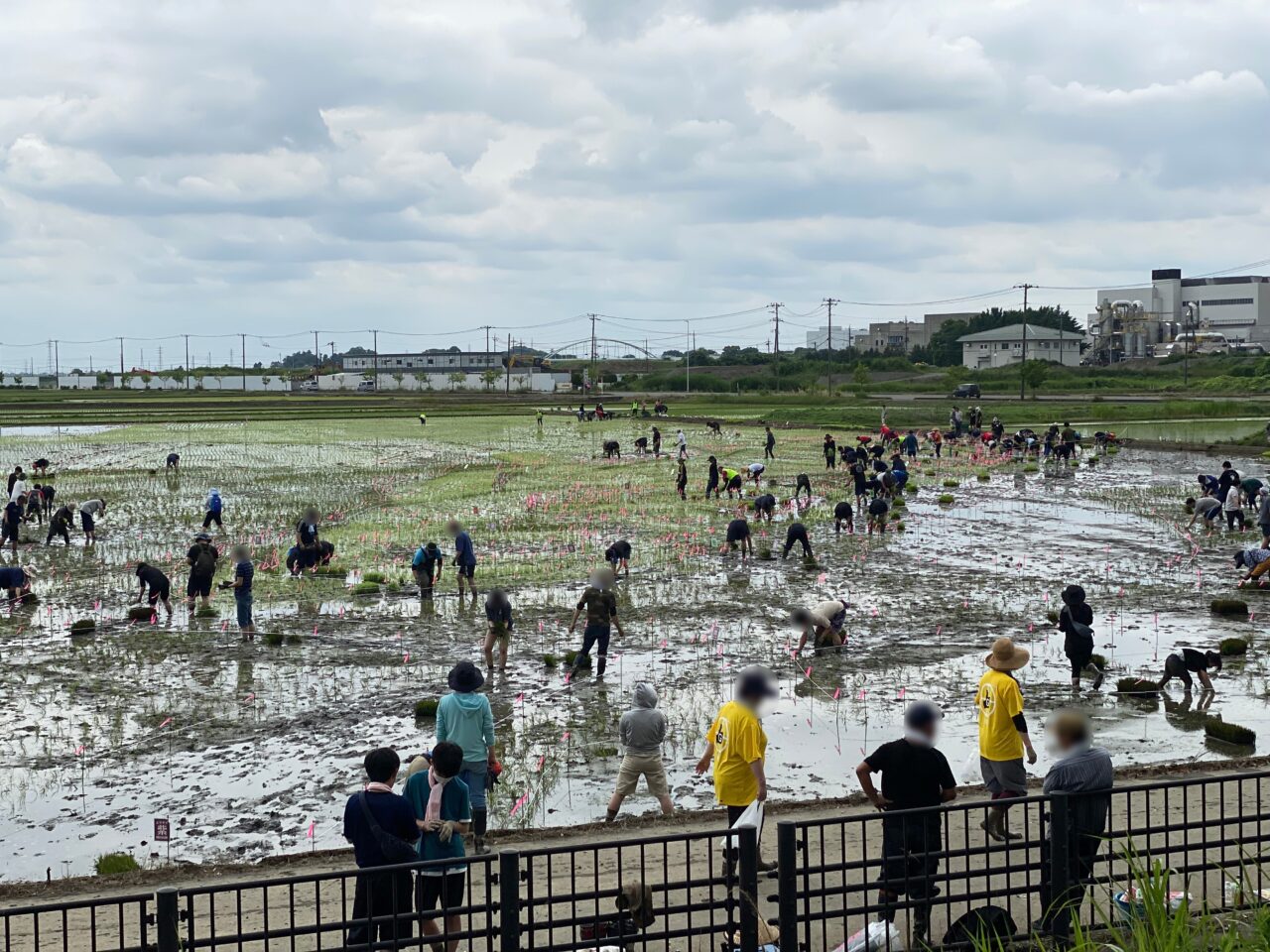 田んぼアートの田植え風景