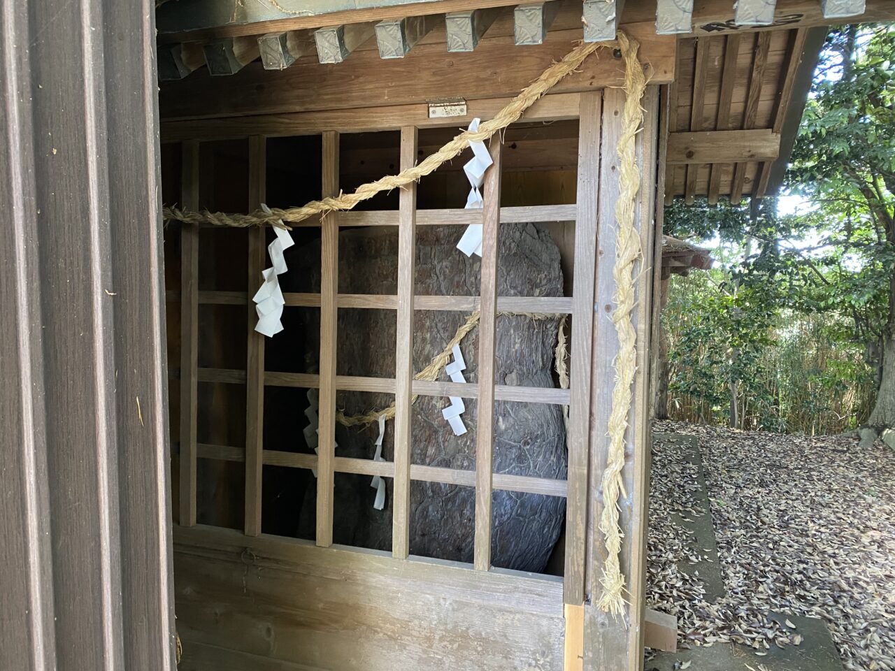 大切に保存されている鶴塚の大松の幹