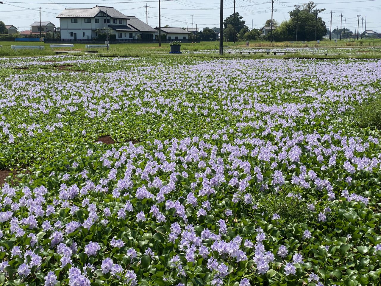 ホテイアオイの花園