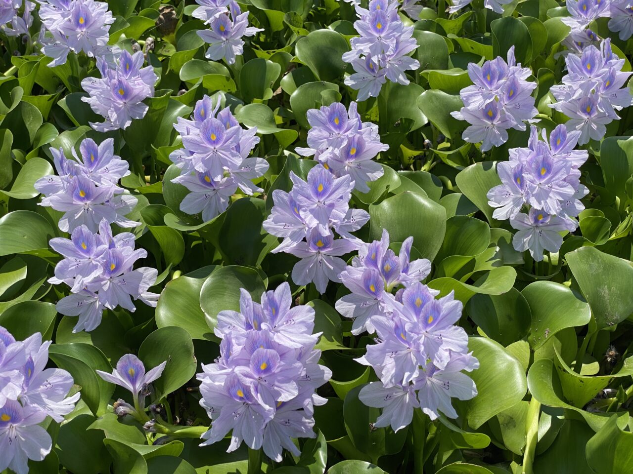 ホテイアオイの花