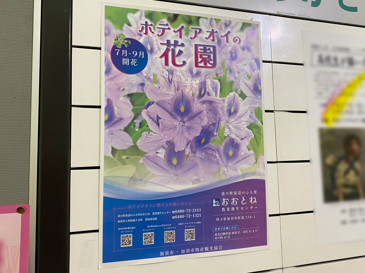 ホテイアオイの花園のポスター