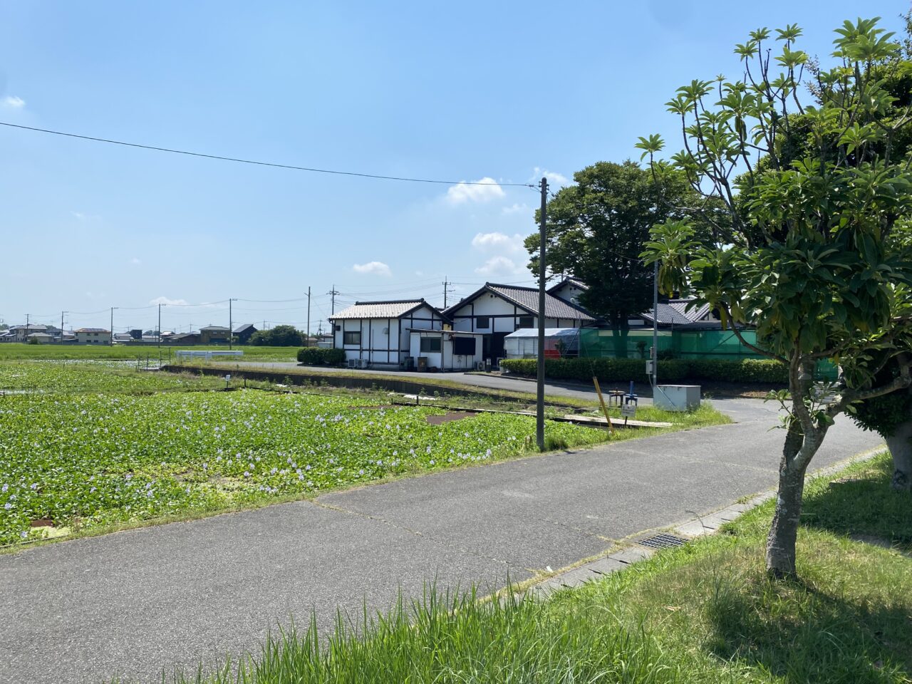 道の駅 童謡のふる里おおとねの裏にあるホテイアオイの花園