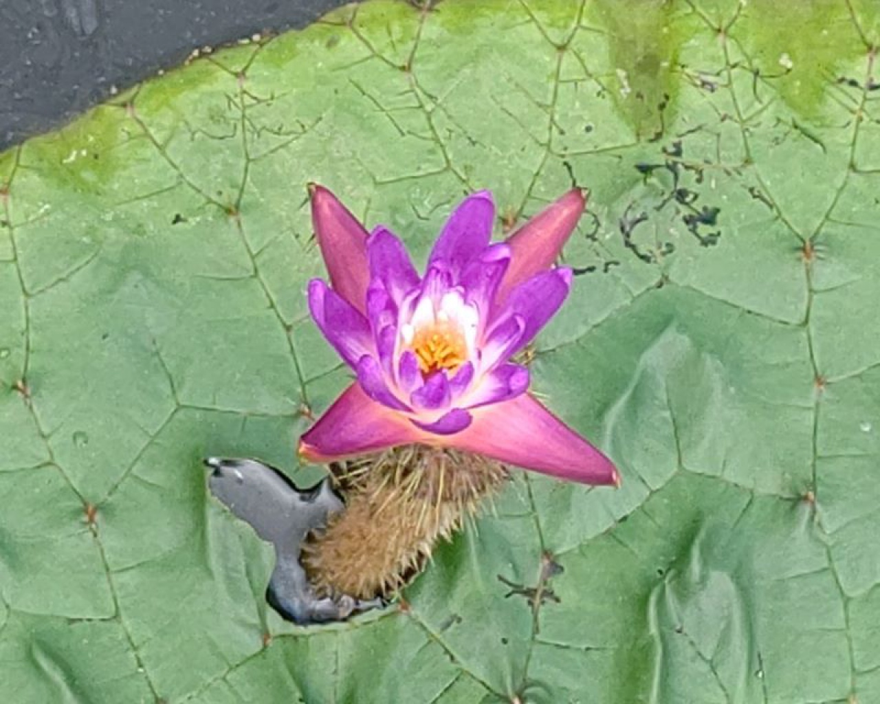 オニバスの花