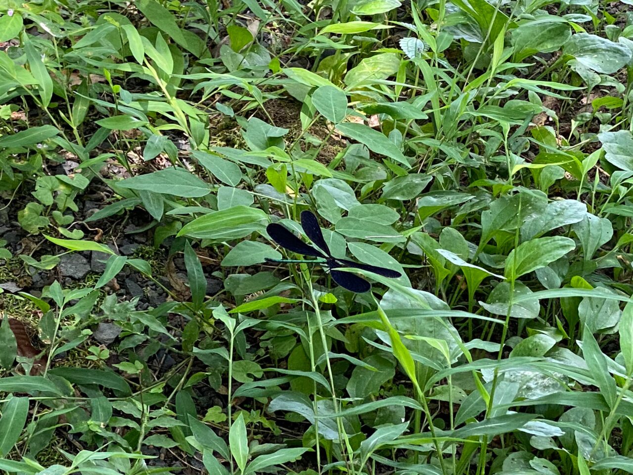 浮野の里で見つけた昆虫