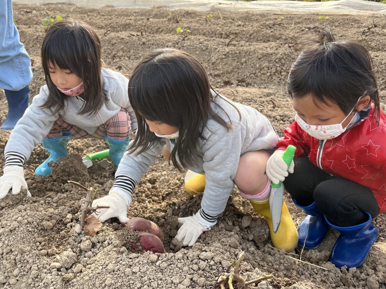 楽しそうにさつまいも収穫体験をする子どもたち