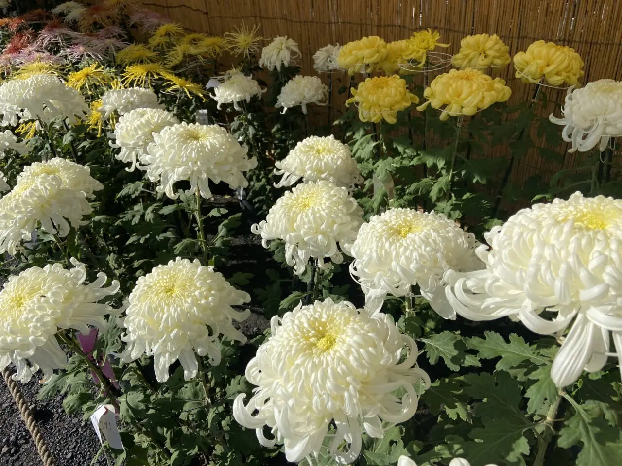 羽生市連合菊花大会の会場に並ぶ大菊