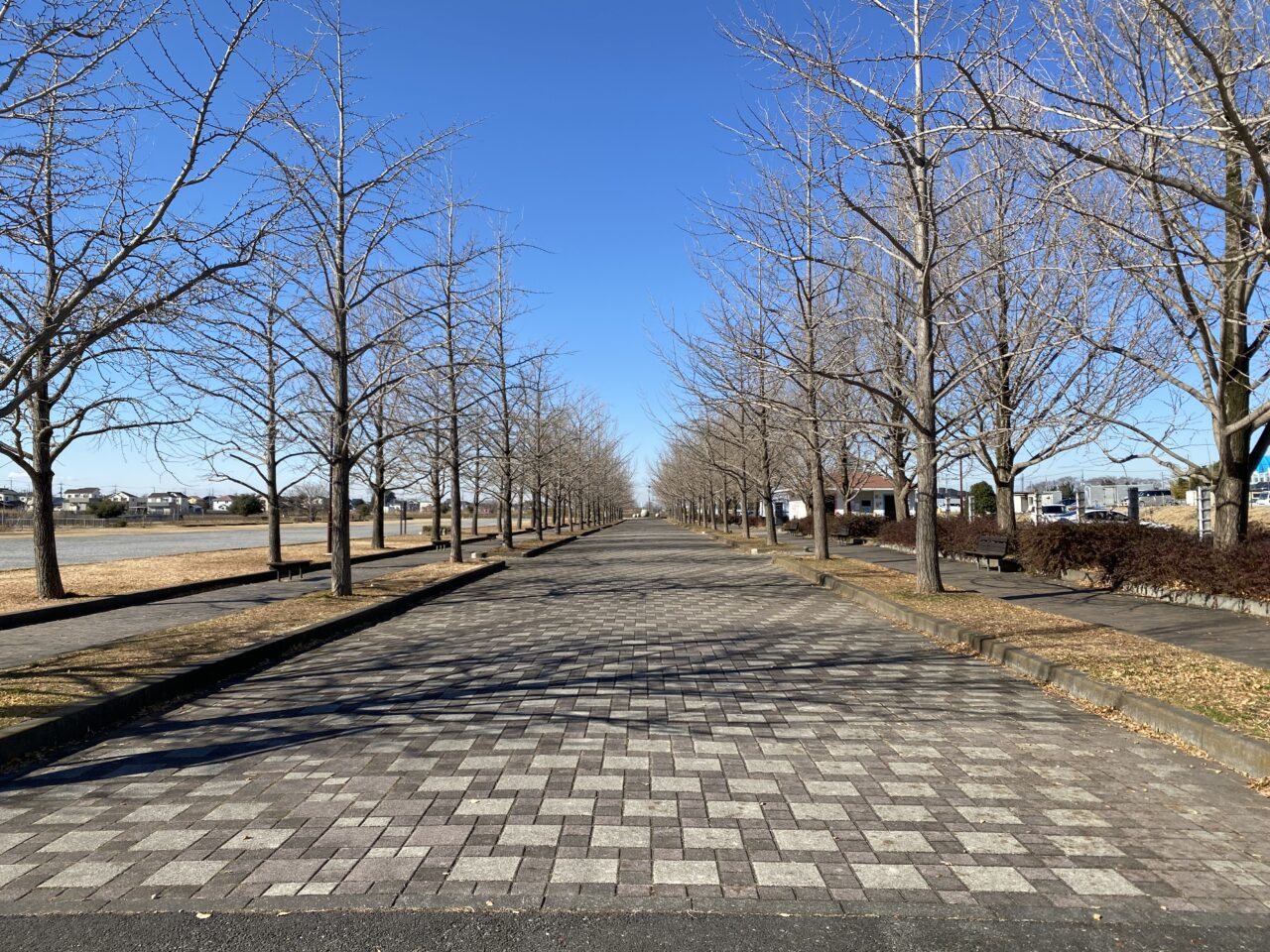 加須はなさき公園のイチョウ並木（正面）